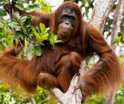 Indonesian orangutan