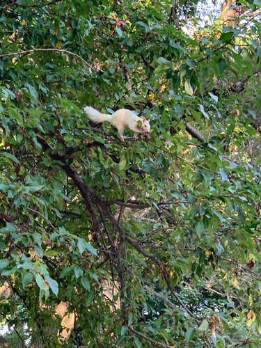 Bellwoods White Squirrel